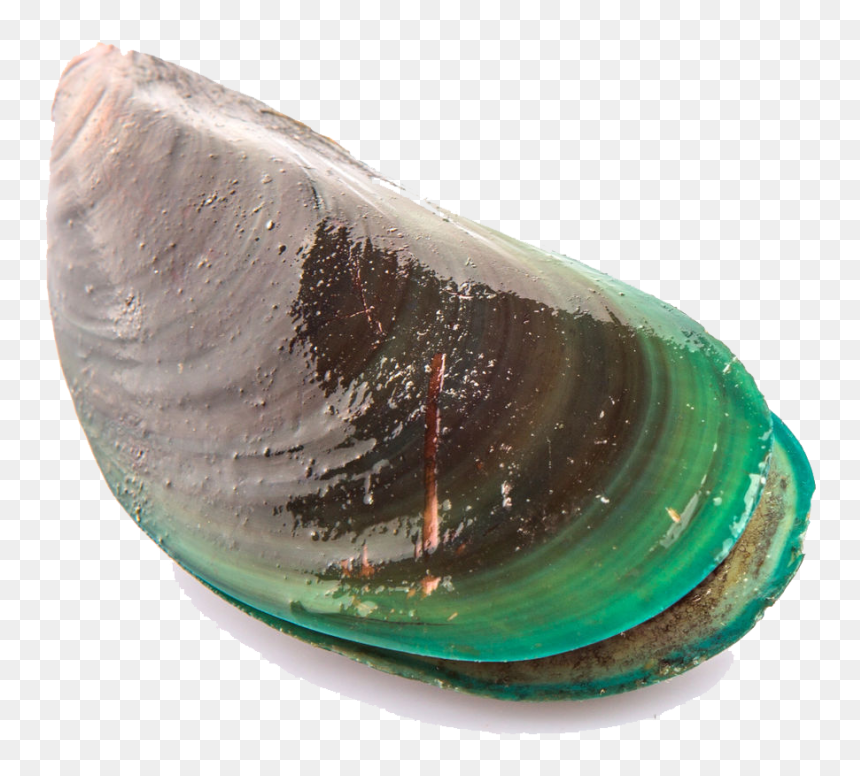 Mussel Png Transparent Picture - Mussel, Png Download - opal png