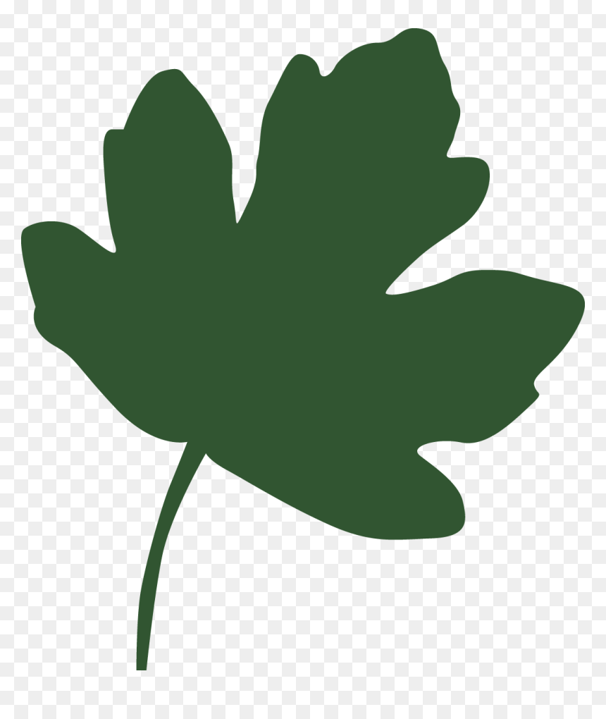 Field Maple Leaf Clipart, HD Png Download - unknown png