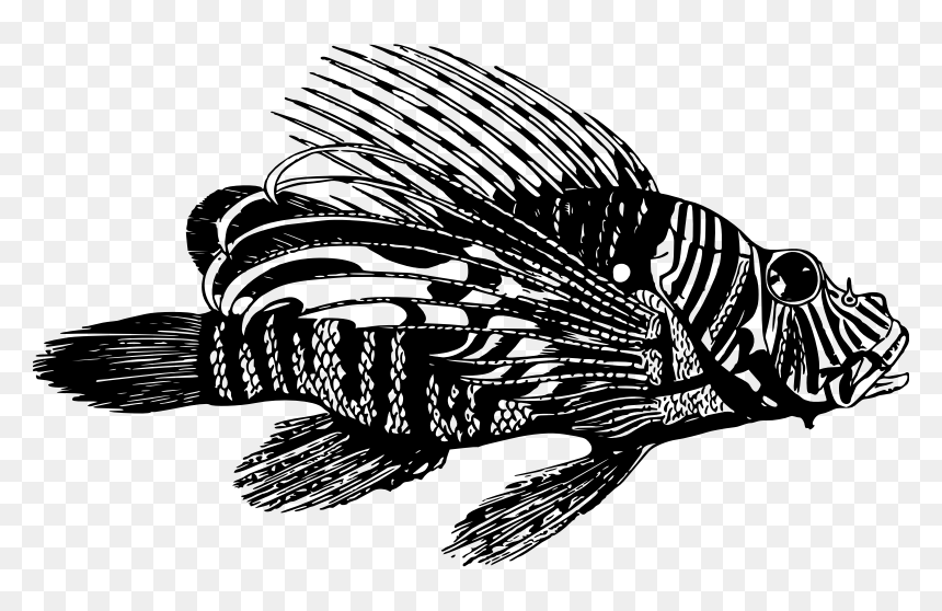 Lionfish - Pez Leon Blanco Y Negro, HD Png Download - lionfish png