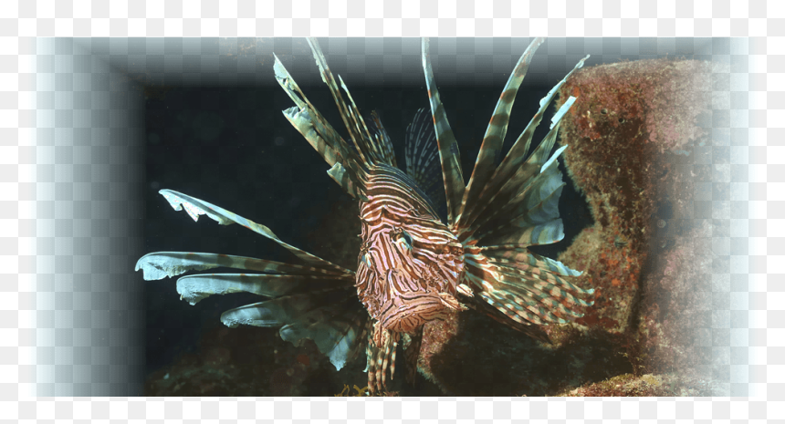 Lionfish , Png Download - Lionfish, Transparent Png - lionfish png
