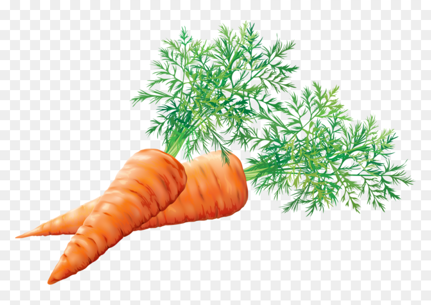 Zanahoria Tubérculos , Png Download - Tuberculos Png, Transparent Png - zanahoria png
