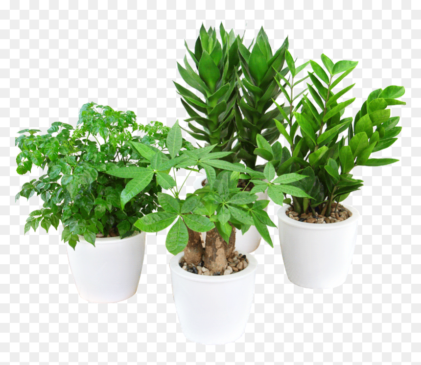 Rich Bamboo Water Hydroponics Plant Azalea Flower Big - Flowerpot, HD Png Download - azalea png
