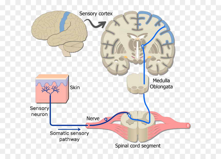 An Image Showing The Sensory Pathway Of The Somatic - Pathway Of Somatic Motor Neurons, HD Png Download - nervous png