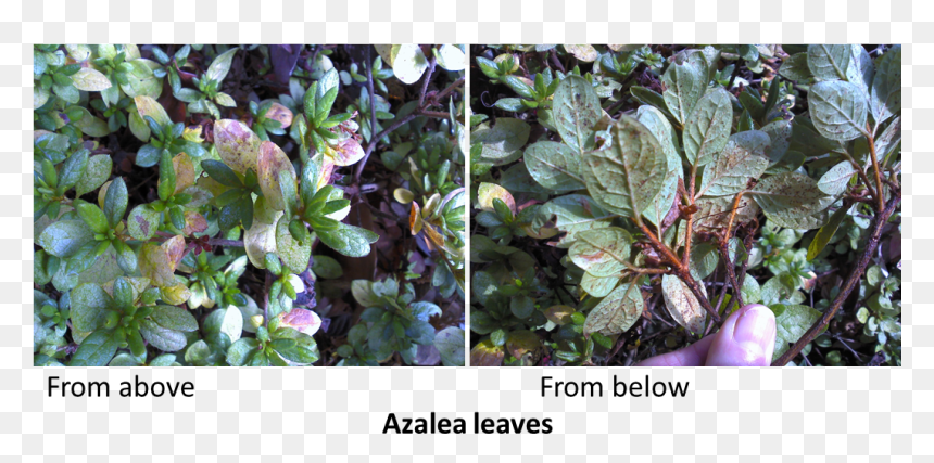 Azalea Png , Png Download - Browallia Speciosa, Transparent Png - azalea png