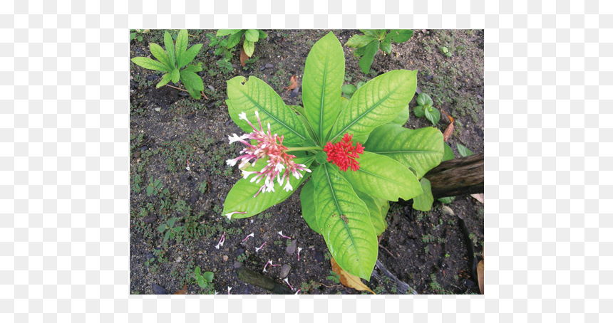 Snakeroot Benefits, HD Png Download - serpentina png