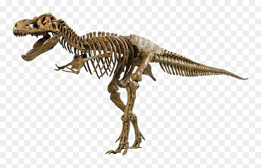 Thumb Image - T Rex Arms Backwards, HD Png Download - skelton png