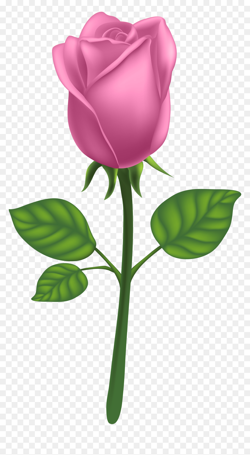 Purple Long Stem Rose Png , Png Download - Pink Rose Png Transparent, Png Download - long stem rose png