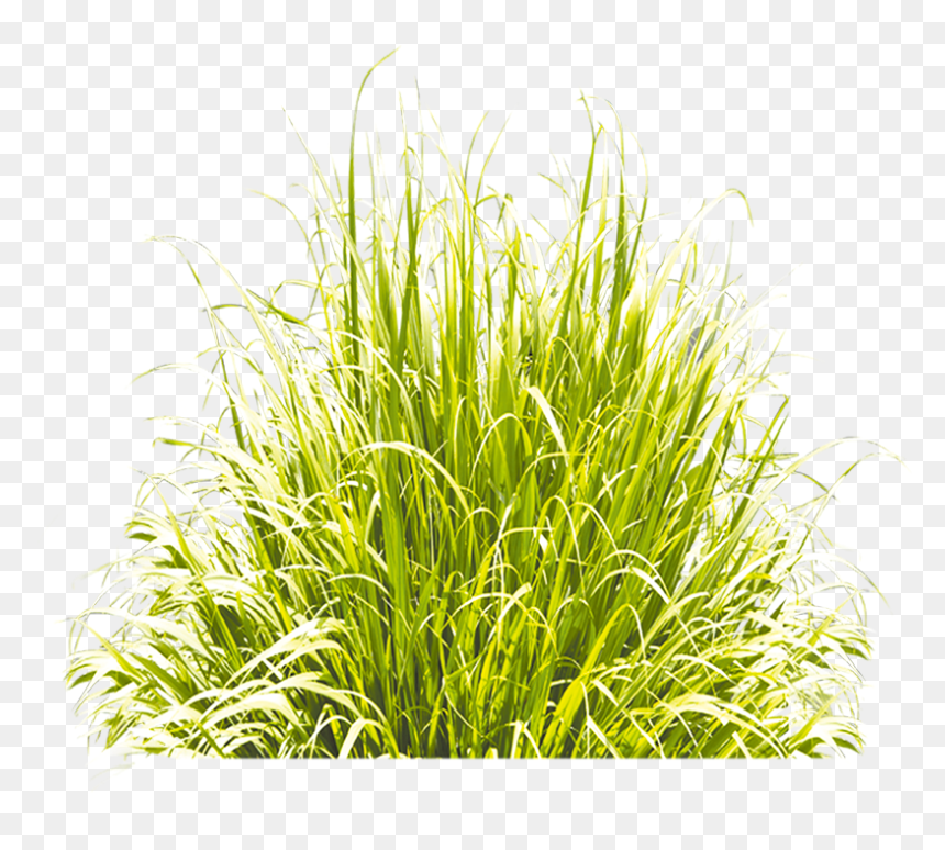 Grass Green Icon Download Free Image Clipart - Grass 3d Icon Png, Transparent Png - grass icon png