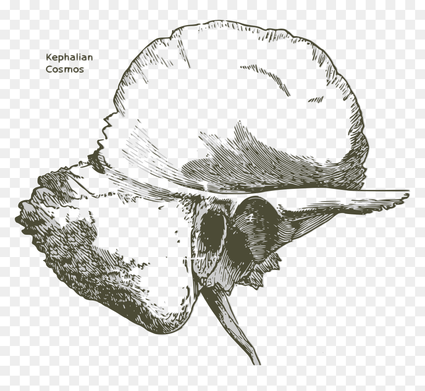Human Temporal Bone - Temporal Bone Black And White, HD Png Download - bone.png