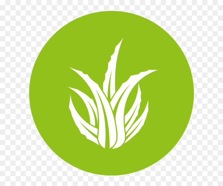 Aloe Icon - Portable Network Graphics, HD Png Download - grass icon png