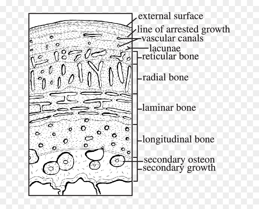 Histology Of Bone Schematic, HD Png Download - bone.png