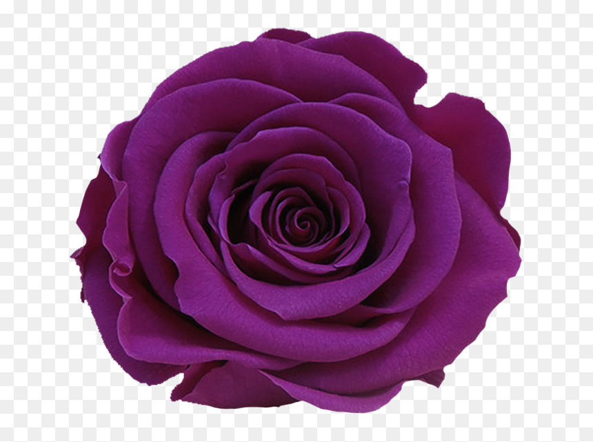 Stem Rose Individual Box - Floribunda, HD Png Download - long stem rose png