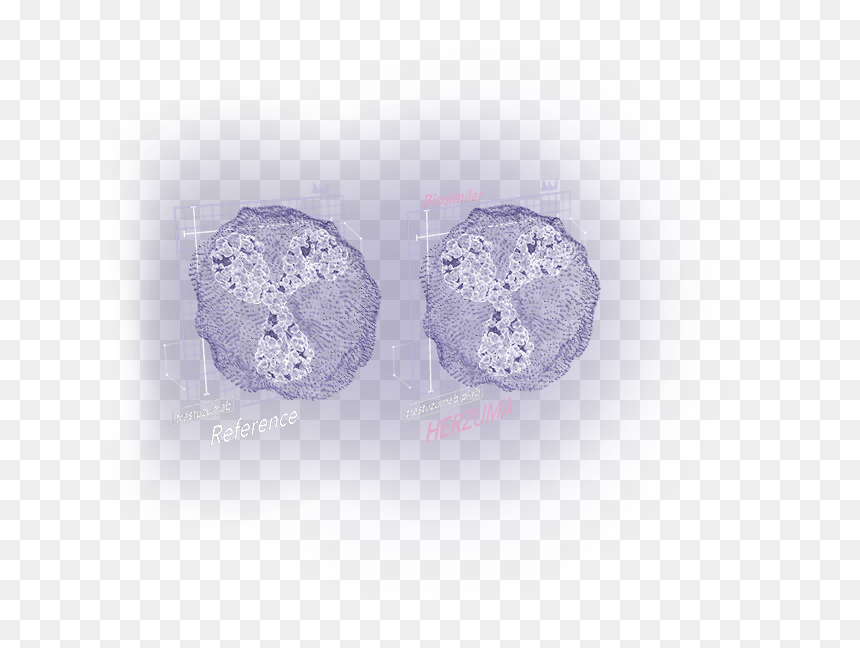 Two 3-d Monoclonal Antibodies Showing Biosimilarity - Crochet, HD Png Download - lace doily png