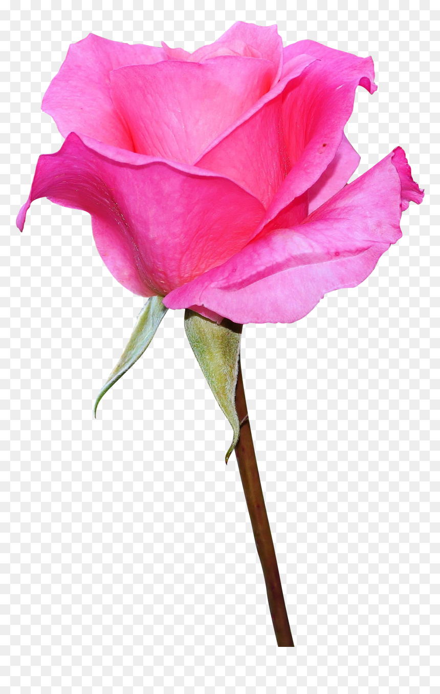 Pink Rose Image Download, HD Png Download - long stem rose png