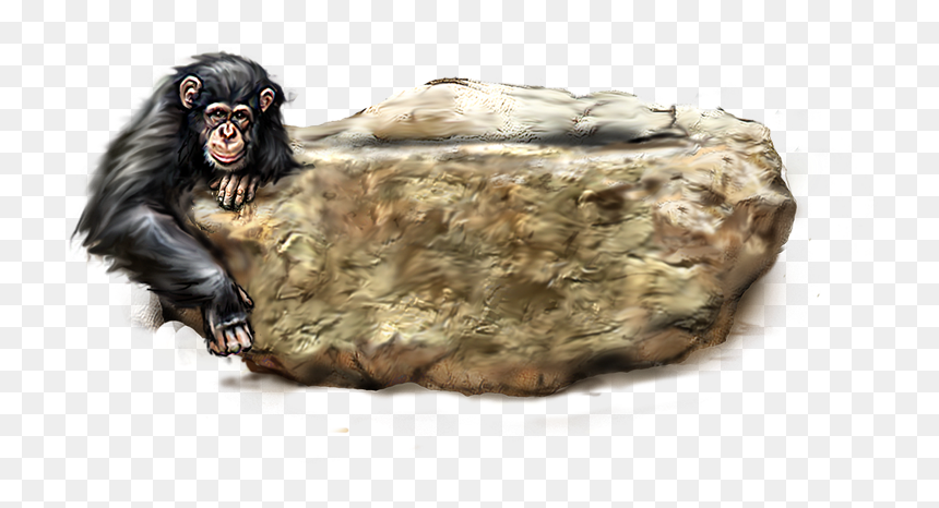 Orangutan Png Picture - Lion Tiger Cheetha Leopard, Transparent Png - orangutan png