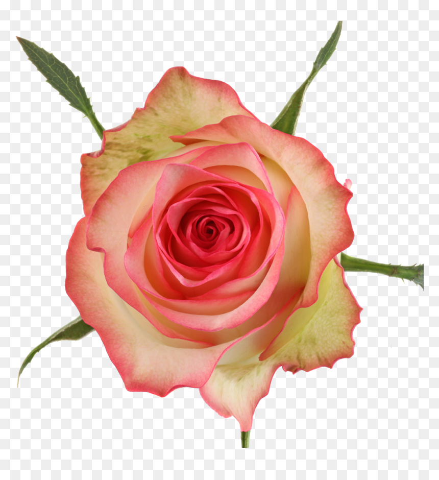 Available Stem Size - Floribunda, HD Png Download - long stem rose png