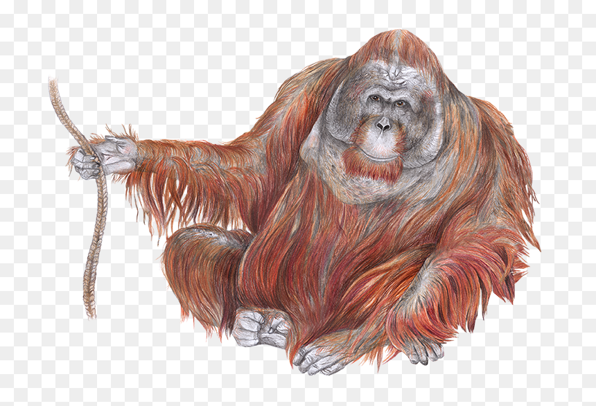 Orangutan Drawing, HD Png Download - orangutan png