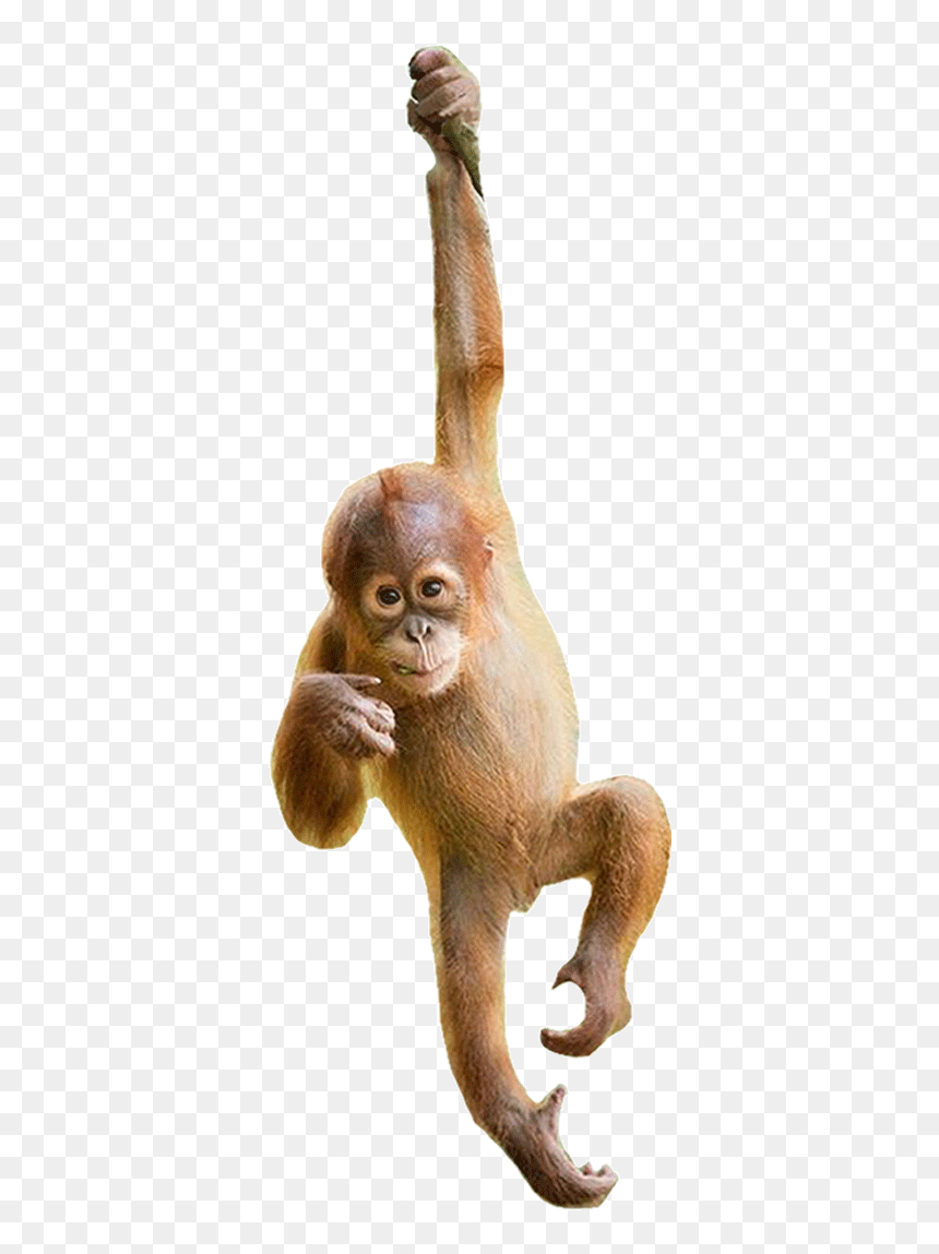 Need Our Help - Macaque, HD Png Download - orangutan png