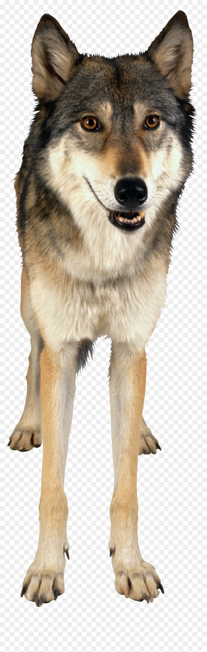 Free Download Of Wolf Png Image - Wolf Album Clear Background, Transparent Png - wolf icon png