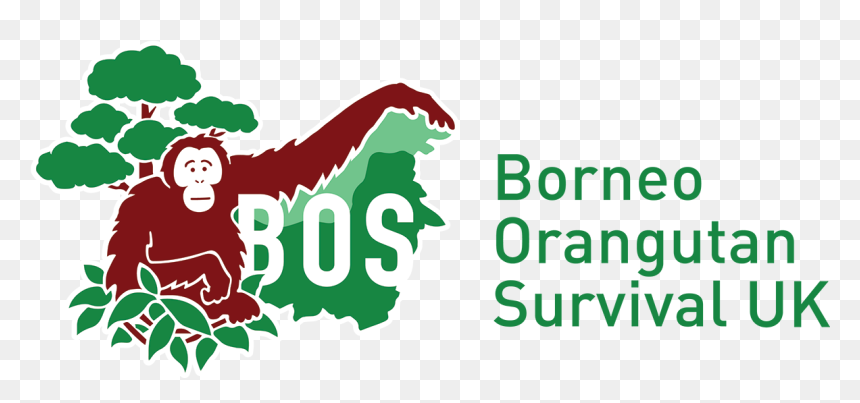 Orangutan Protection Foundation - Bos Orangutan, HD Png Download - orangutan png