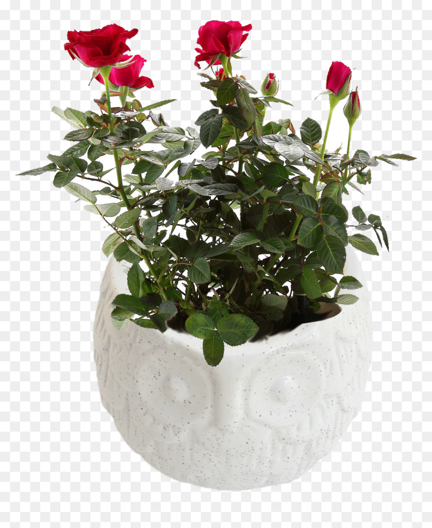 Self Watering Pot Plastic, HD Png Download - planters png