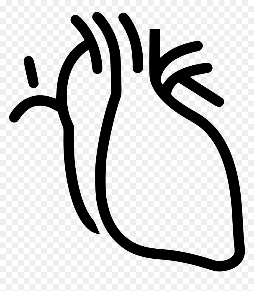 Heart Realistic, HD Png Download - realistic heart png