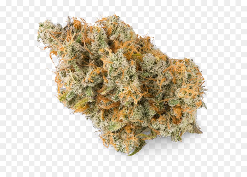 Non-vascular Land Plant, HD Png Download - sonic screwdriver png