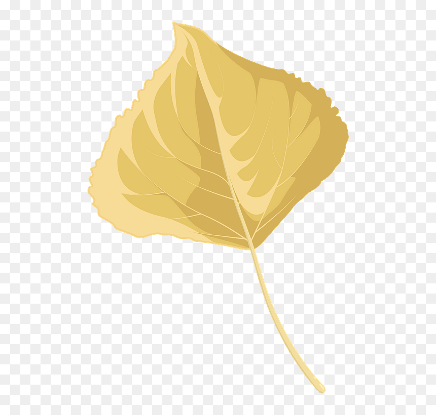 Lombardy Poplar Late Autumn Leaf Clipart - Beech, HD Png Download - autumn leaves clip art png
