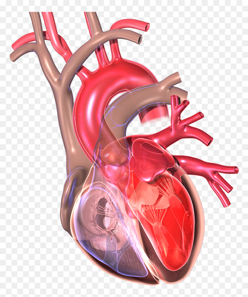 Love Your Preventing Attack - Myocardial Infarction, HD Png Download - heart attack png
