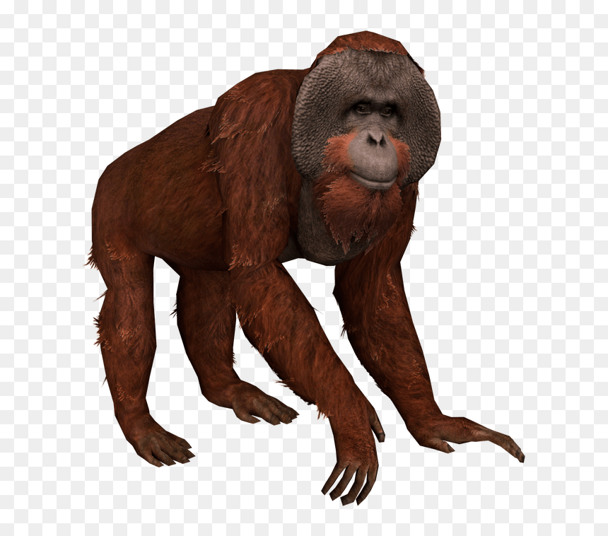 New World Monkey, HD Png Download - orangutan png