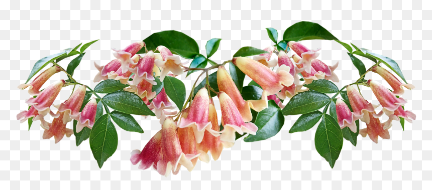 Pomelo, HD Png Download - thorn vine png