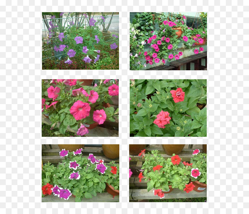 Transparent Hanging Flowers Png - Geranium, Png Download - hanging flowers png