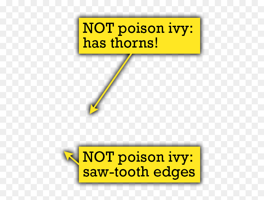 Quiz Thorns - Slope, HD Png Download - thorn vine png