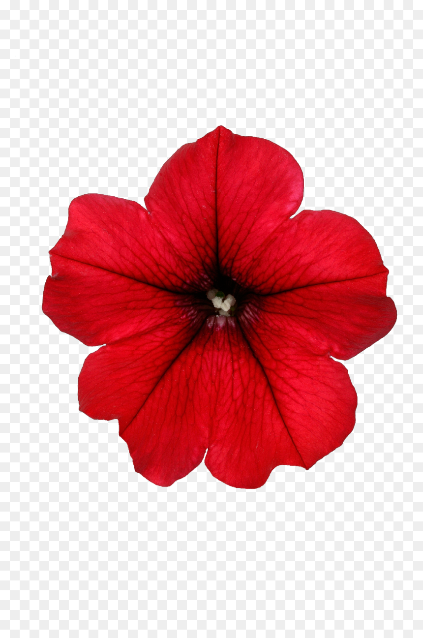 Petunia, HD Png Download - hanging flowers png