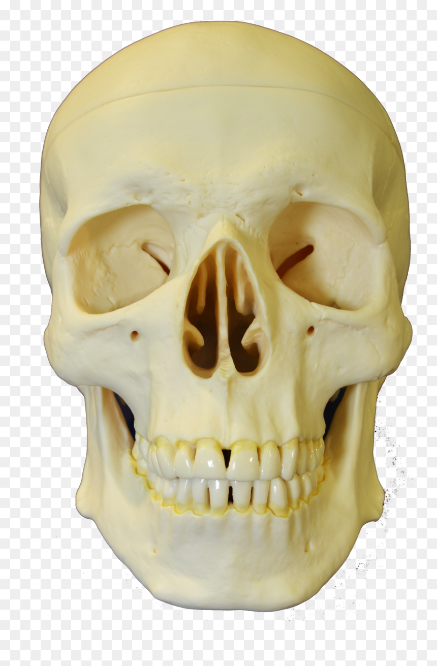 Skull, HD Png Download - skull mask png