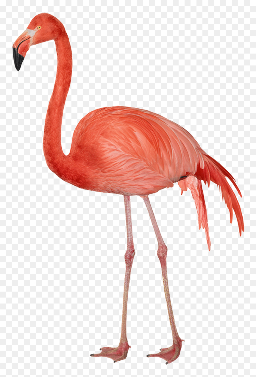 Flamingo Png Image - Flamingo Png, Transparent Png - pink flamingo png