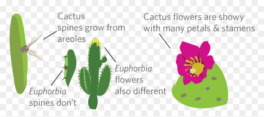 Cactus, HD Png Download - thorn vine png