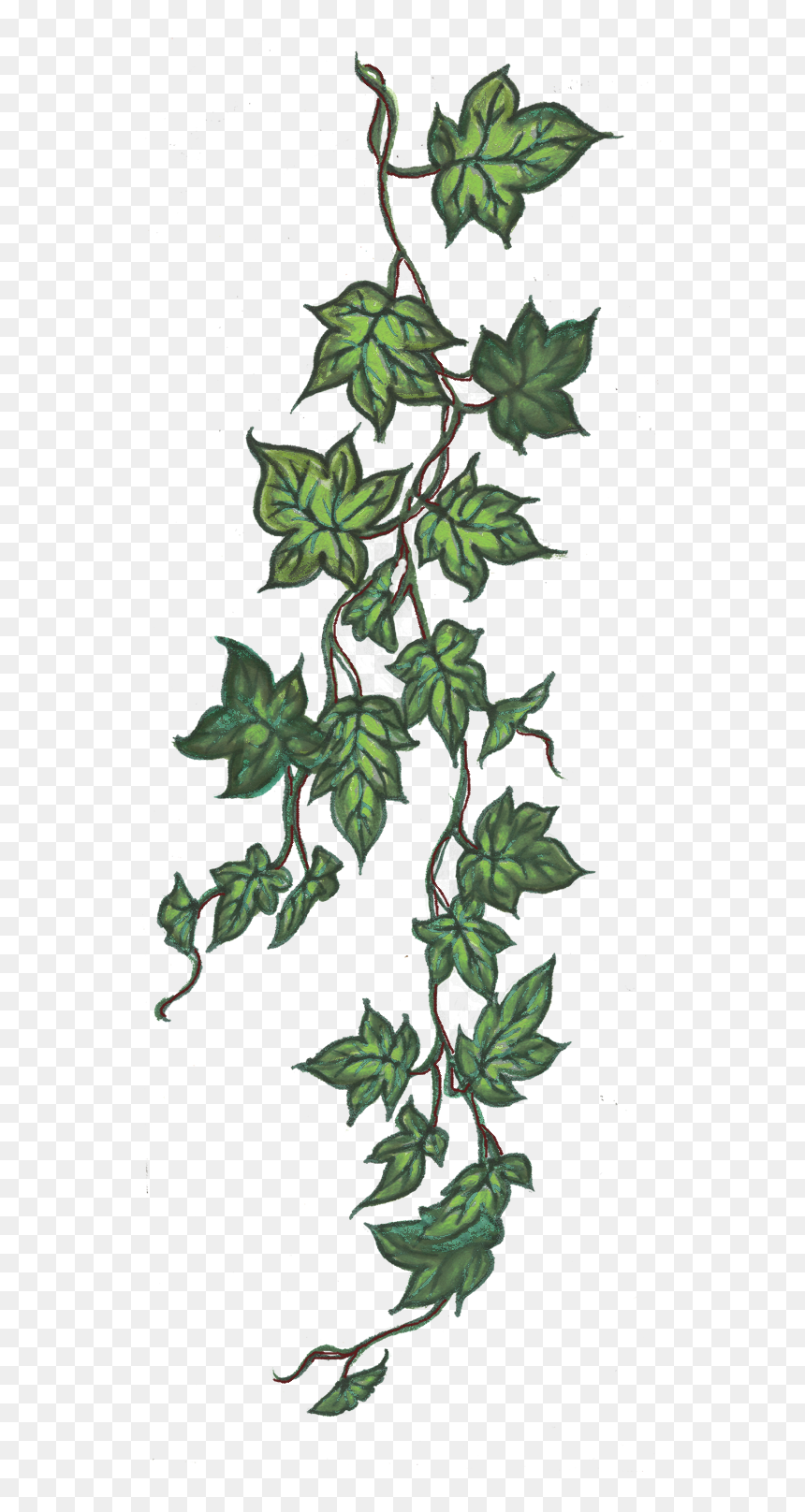 Ivy, HD Png Download - thorn vine png
