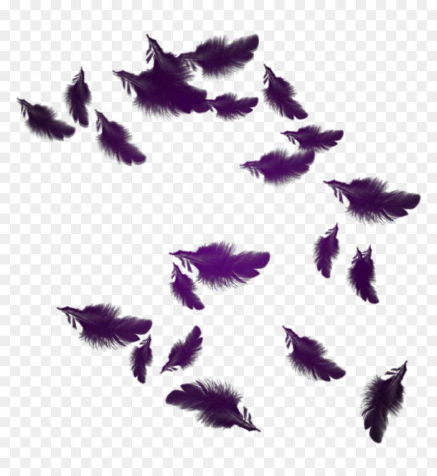 Mq Purple Feather Feathers Floating - Katekyo Hitman Reborn X Fairy Tail, HD Png Download - indian feathers png