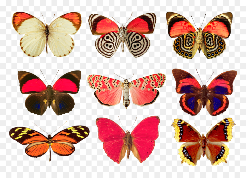 Butterflies Collection Png, Transparent Png - butterfly net png