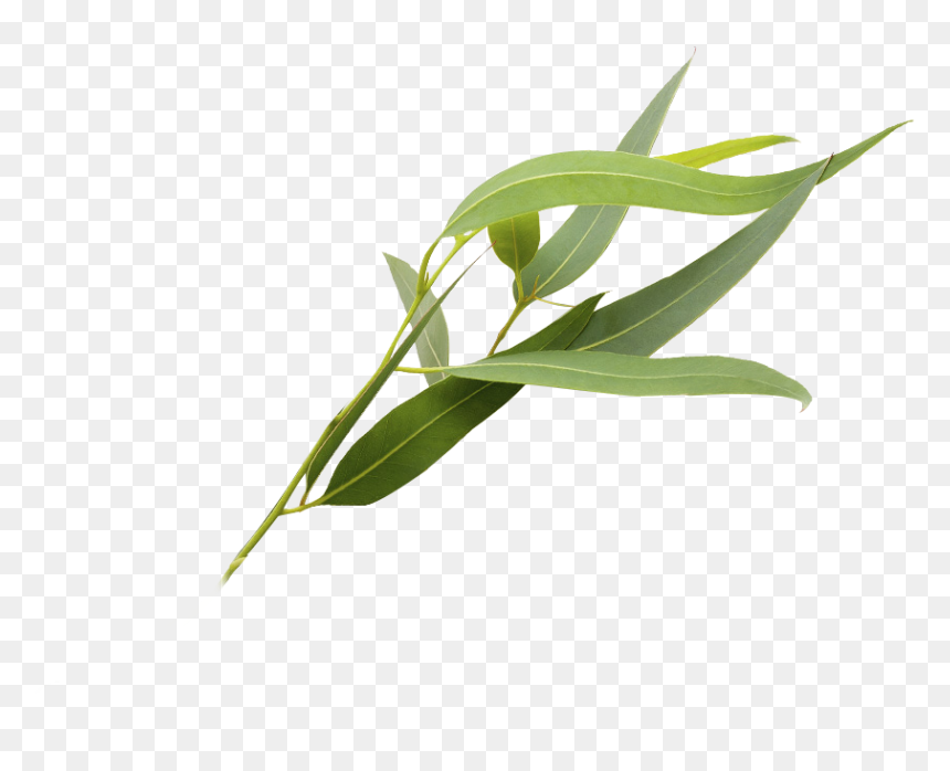 Eucalyptus Polyanthemos Leaf Essential Oil - Eucalyptus Herb Png, Transparent Png - eucalyptus leaves png