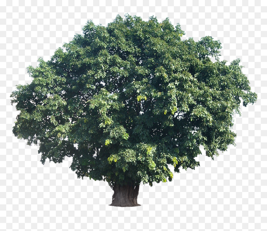 Tropical Trees Png Large Tree Actual Height 15tropical, Transparent Png - large tree png