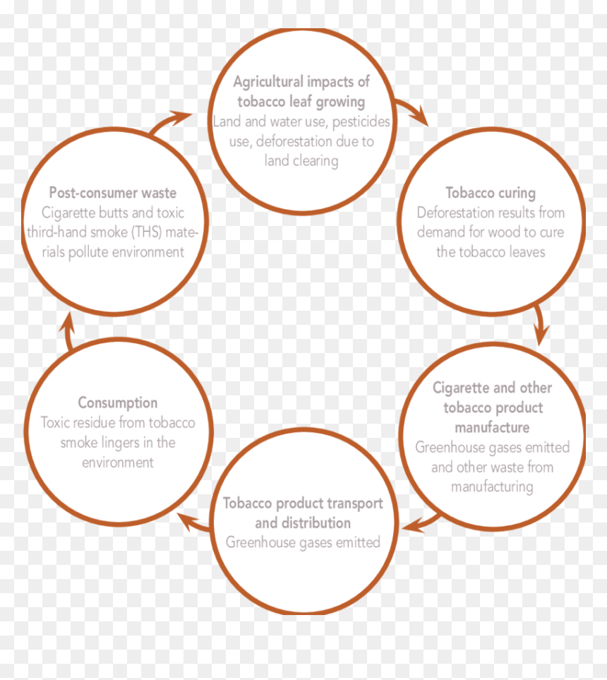 Tobacco Life Cycle, HD Png Download - cigarette butt png