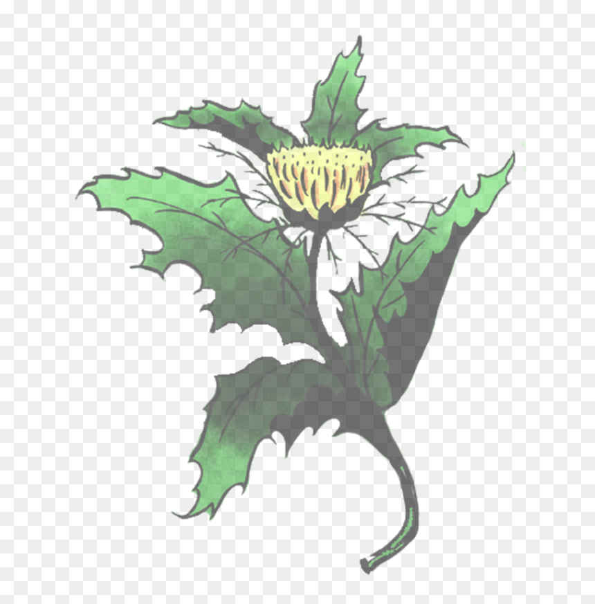 Datura Inoxia, HD Png Download - thorn vine png