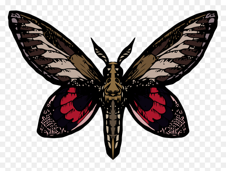 Swallowtail Butterfly, HD Png Download - butterfly net png