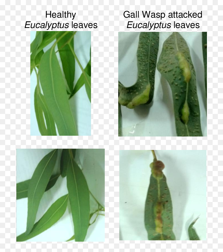 Eucalyptus Camaldulensis Leaves - Eucalyptus Gall Wasp, HD Png Download - eucalyptus leaves png