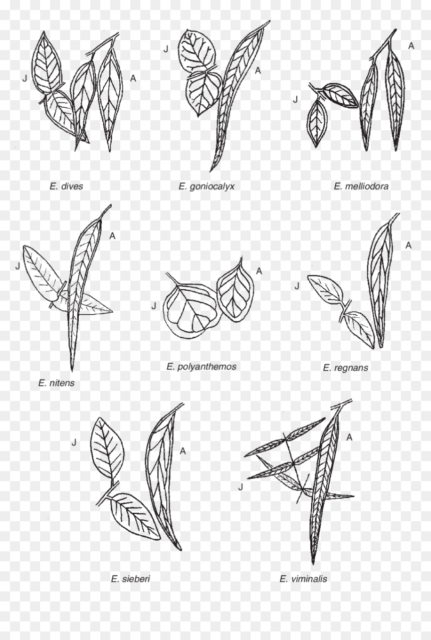 Adult And Juvenile Leaves Of The Eucalyptus Species - Eucalyptus Goniocalyx Adult And Juvenile Leaves, HD Png Download - eucalyptus leaves png