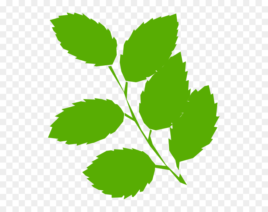Clip Art Green Leaves - Green Leaves Clip Art, HD Png Download - eucalyptus leaves png