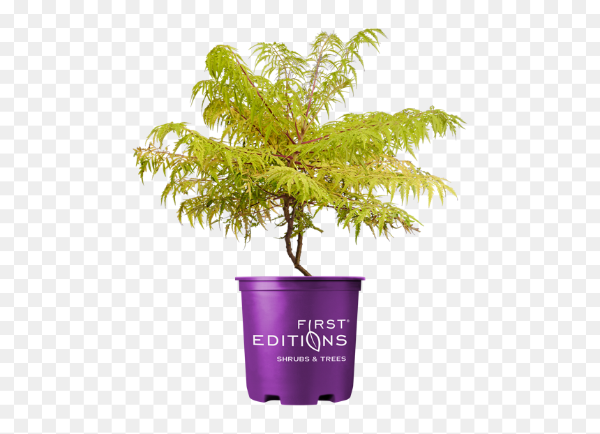 Flowerpot, HD Png Download - tiger eyes png