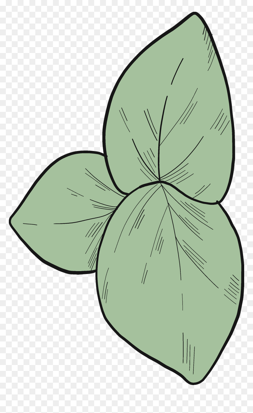 Diagram, HD Png Download - eucalyptus leaves png